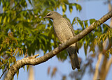 Image. Barred Cuckooshrike