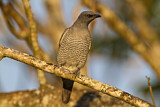 Image. Barred Cuckooshrike
