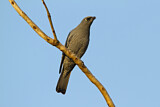 Image. Barred Cuckooshrike