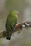 Image. Barred Fruiteater