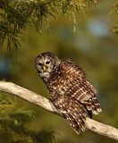 Image. Barred Owl
