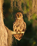 Image. Barred Owl