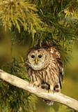 Image. Barred Owl