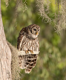 Image. Barred Owl