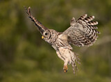 Image. Barred Owl