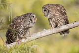 Image. Barred Owl