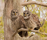 Image. Barred Owl