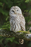Image. Barred Owl
