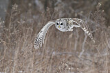 Image. Barred Owl