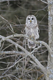 Image. Barred Owl