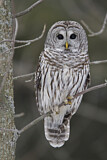 Image. Barred Owl