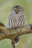 Image. Barred Owl