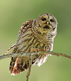 Image. Barred Owl
