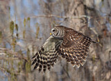 Image. Barred Owl