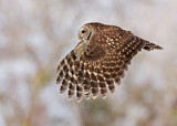 Image. Barred Owl