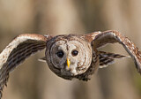 Image. Barred Owl