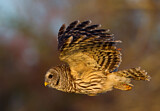 Image. Barred Owl