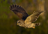 Image. Barred Owl