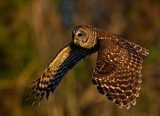 Image. Barred Owl
