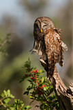 Image. Barred Owl