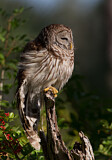 Image. Barred Owl