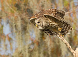 Image. Barred Owl