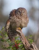 Image. Barred Owl