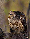 Image. Barred Owl