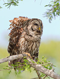 Image. Barred Owl