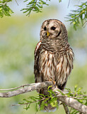 Image. Barred Owl