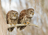 Image. Barred Owl