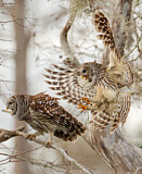 Image. Barred Owl