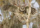 Image. Barred Owl