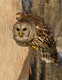 Image. Barred Owl
