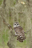 Image. Barred Owl