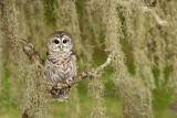 Image. Barred Owl