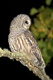 Image. Barred Owl