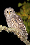 Image. Barred Owl