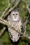 Image. Barred Owl