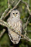 Image. Barred Owl