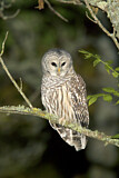 Image. Barred Owl