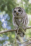 Image. Barred Owl