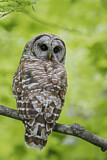 Image. Barred Owl