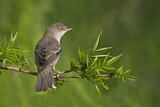 Image. Barred Warbler