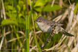 Image. Barred Warbler
