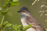 Image. Barred Warbler