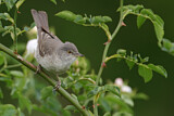 Image. Barred Warbler