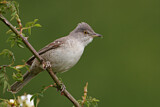 Image. Barred Warbler