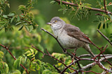 Image. Barred Warbler