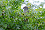 Image. Barred Warbler
